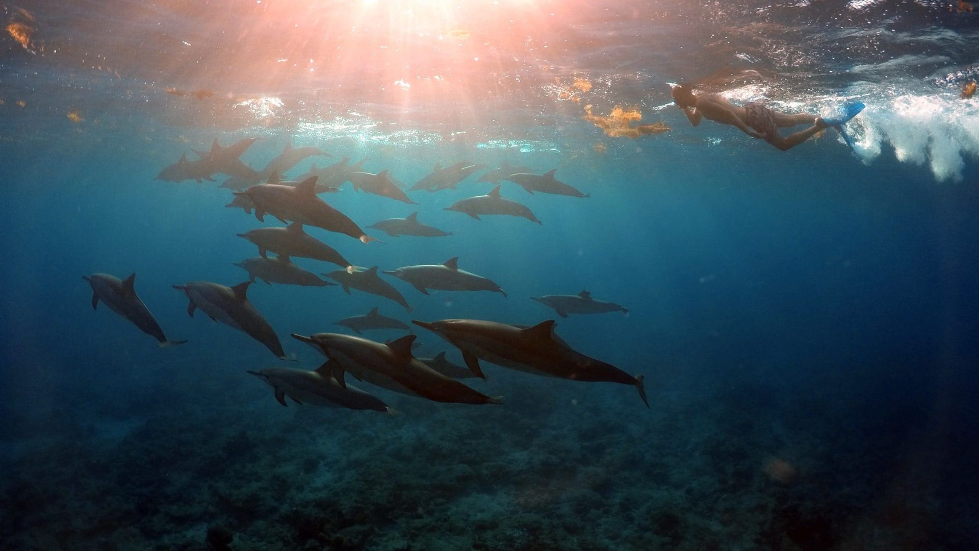 Private Boat - Combined Dolphin & Whales Excursion 